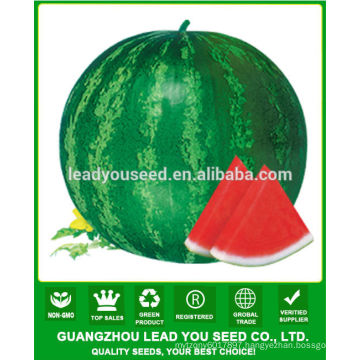 JW09 Xuelian high disease resistant hybrid seedless watermelon seeds f1 for planting